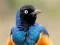Animal Puzzle: Wildlife & Logic – kostenloses Online-Spiel