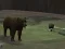 Bear Den – kostenloses Online-Spiel