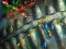 Fishing King – kostenloses Online-Spiel