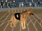 Crazy Dog Racing Fever – kostenloses Online-Spiel