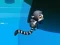 Jungle Jump – kostenloses Online-Spiel