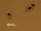 Save the crumb – kostenloses Online-Spiel