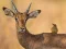 Wild Deer Jigsaw – kostenloses Online-Spiel