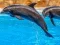 Sea Dolphin Jigsaw – kostenloses Online-Spiel