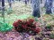 Bernati Forest Adventure – kostenloses Online-Spiel