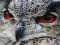 Wild owl Jigsaw – kostenloses Online-Spiel