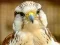 Gyrfalcon Jigsaw – kostenloses Online-Spiel