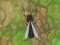 Antwar.io – kostenloses Online-Spiel