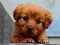Puppy Puzzle – kostenloses Online-Spiel