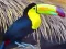 Toucan Bird Jigsaw – kostenloses Online-Spiel