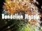 Dandelion Jigsaw – kostenloses Online-Spiel