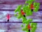 Smash Ants – kostenloses Online-Spiel