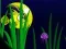 Flash Fish Freddie – kostenloses Online-Spiel