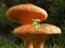 Mushroom Plant Land Escape – kostenloses Online-Spiel