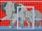 Mommy And Baby Elephants Rescue – kostenloses Online-Spiel