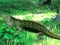 Lizard Forest Escape – kostenloses Online-Spiel
