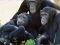 Funny Chimpanzee Jungle Escape – kostenloses Online-Spiel