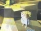 Kogama: Adventure – kostenloses Online-Spiel