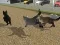Run Cat Cat Race – kostenloses Online-Spiel