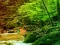 Peaceful Rainbow Forest Escape – kostenloses Online-Spiel