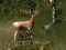 Sniper Hunting Deadly Animal – kostenloses Online-Spiel