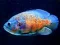 Tiger Fish Jigsaw – kostenloses Online-Spiel