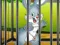 Rabbits Carrot Conundrum – kostenloses Online-Spiel