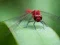 Dragon Fly Jigsaw – kostenloses Online-Spiel