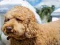 Labradoodle Jigsaw – kostenloses Online-Spiel