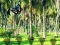 Rescue Tasmanian Tiger – kostenloses Online-Spiel