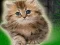 Couple Kitten Escape – kostenloses Online-Spiel