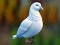 Realistic Pigeon Rescue – kostenloses Online-Spiel
