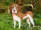 Flower Garden Dog Escape – kostenloses Online-Spiel