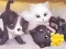 Jigsaw Puzzle: Playing Cats – kostenloses Online-Spiel