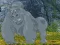 Help The Hungry Chimpanzee – kostenloses Online-Spiel