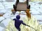 Odo vs Murasakino – kostenloses Online-Spiel