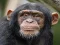 Chimpanzee Jigsaw – kostenloses Online-Spiel