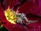 Crab Spider Jigsaw – kostenloses Online-Spiel