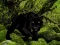 Escape from Black Panther Forest – kostenloses Online-Spiel