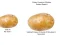 Potato Construct 2 Edition – kostenloses Online-Spiel