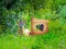 Return To Alsunga Forest – kostenloses Online-Spiel