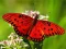 Nature Jigsaw Puzzle Butterfly – kostenloses Online-Spiel