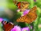 Butterfly Slide – kostenloses Online-Spiel
