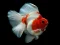 Gold Fish Jigsaw Puzzle – kostenloses Online-Spiel