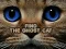Find the Ghost Cat – kostenloses Online-Spiel