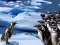 Penguins Slide – kostenloses Online-Spiel