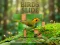 Birds Slide – kostenloses Online-Spiel