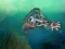 Feed Us 2 – kostenloses Online-Spiel