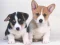 Cute Puppies Puzzle – kostenloses Online-Spiel