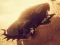 Car vs Zombie Derby – kostenloses Online-Spiel